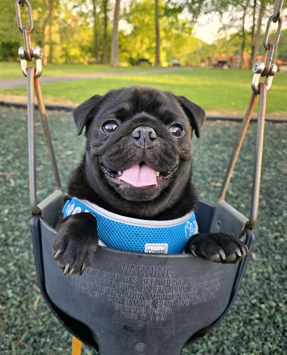Modern Dog magazine tweet media