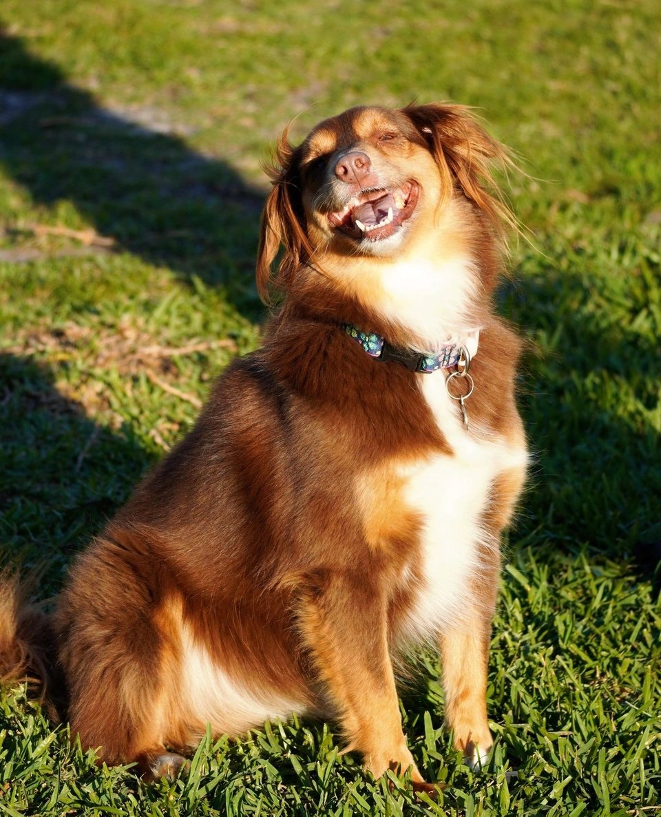 Modern Dog magazine tweet media