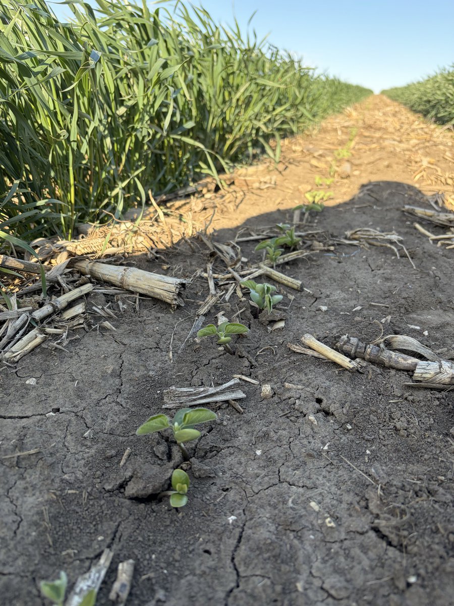 MTShopinc's tweet photo. Wheat is off to the races hopefully it warms up and these beans takeoff too https://t.co/XhutKy9FdX