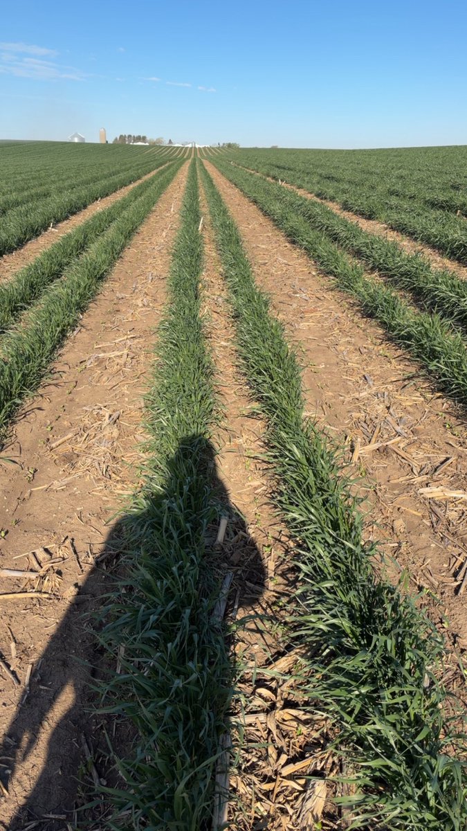 MTShopinc's tweet photo. Wheat is off to the races hopefully it warms up and these beans takeoff too https://t.co/XhutKy9FdX