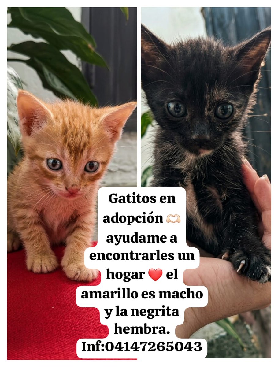 SOS Fauna Mérida tweet media