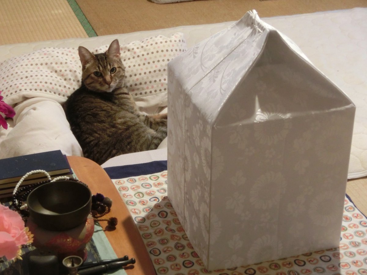 estan1959's tweet photo. 母の遺骨を持ち帰り仏壇の前に置いた時、飼い猫が普段はこの場所でくつろぐことはないのに、ずっと骨壷箱のそばにいた。我々の行動を見て「とても大切なもの」と察知したのだろうか。猫のこの「察知能力」と言うか「寄り添い能力」と言うか、すごいなと思う。 https://t.co/eIkxsPEL9L
