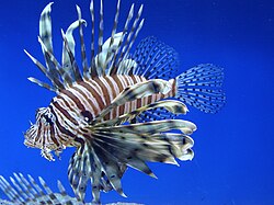WorldKnownledge's tweet photo. L'occasion parfaite pour parler du poulpe mimétique

Ce gros malade est capable d'imiter QUINZE espèces marines différentes

Rascasse volante, poisson-plat, tricot rayé... il a dans sa panoplie une multitude d'espèces dangereuses avec un seul objectif : 

"Me faites pas chier." https://t.co/Z7tDSXKIkg