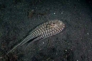 WorldKnownledge's tweet photo. L'occasion parfaite pour parler du poulpe mimétique

Ce gros malade est capable d'imiter QUINZE espèces marines différentes

Rascasse volante, poisson-plat, tricot rayé... il a dans sa panoplie une multitude d'espèces dangereuses avec un seul objectif : 

"Me faites pas chier." https://t.co/Z7tDSXKIkg