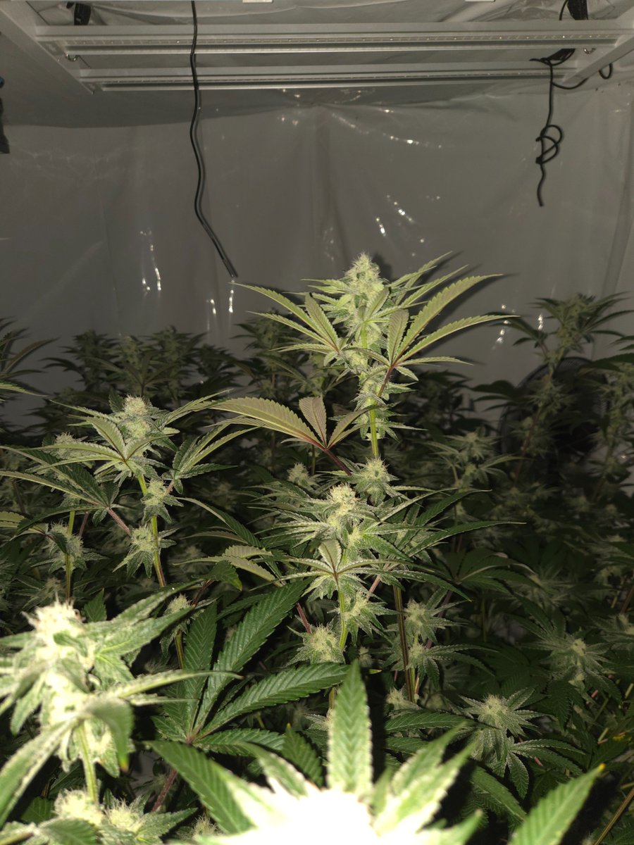 Bohnz_Grows tweet media