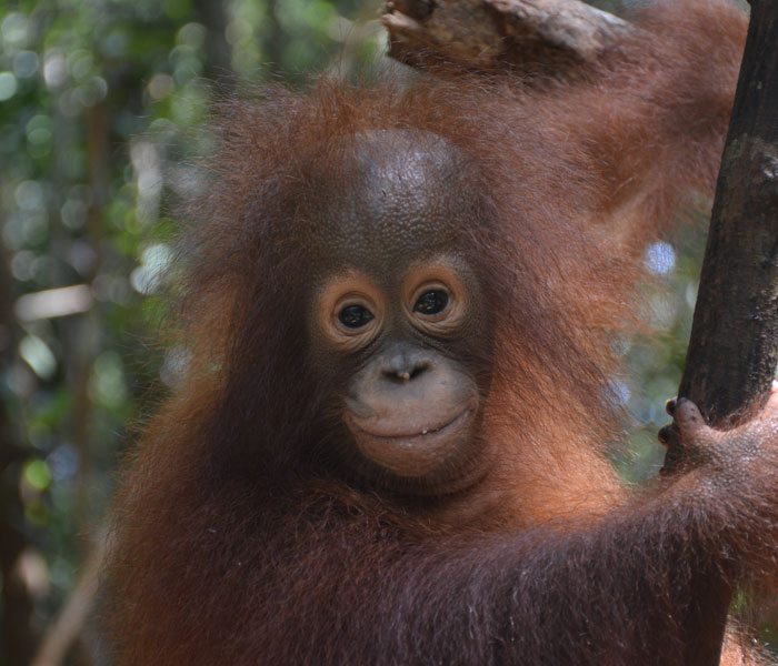 Orangutan Outreach 🦧❤️🌳 tweet media