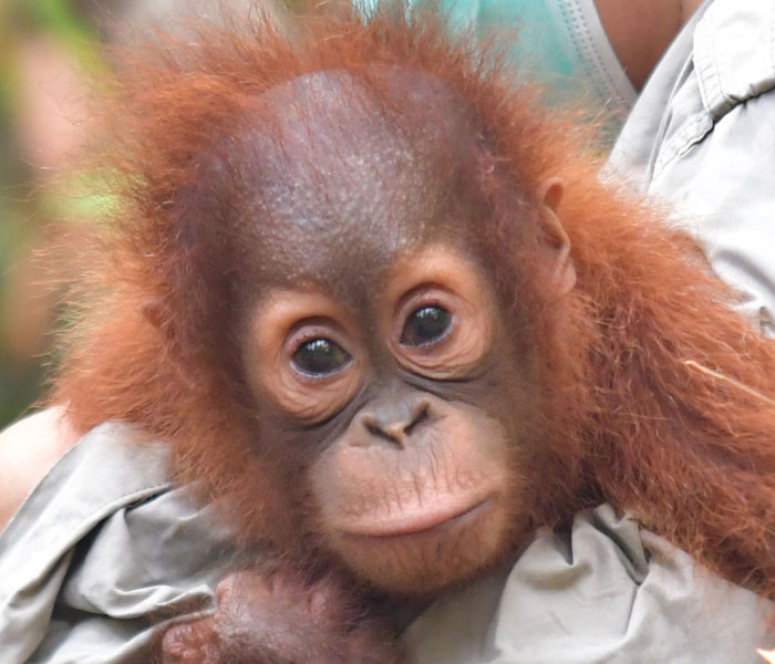 Orangutan Outreach 🦧❤️🌳 tweet media