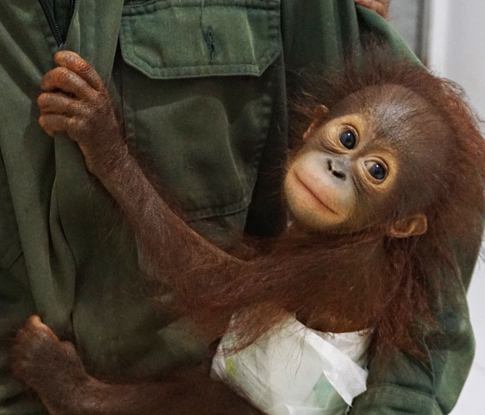 Orangutan Outreach 🦧❤️🌳 tweet media