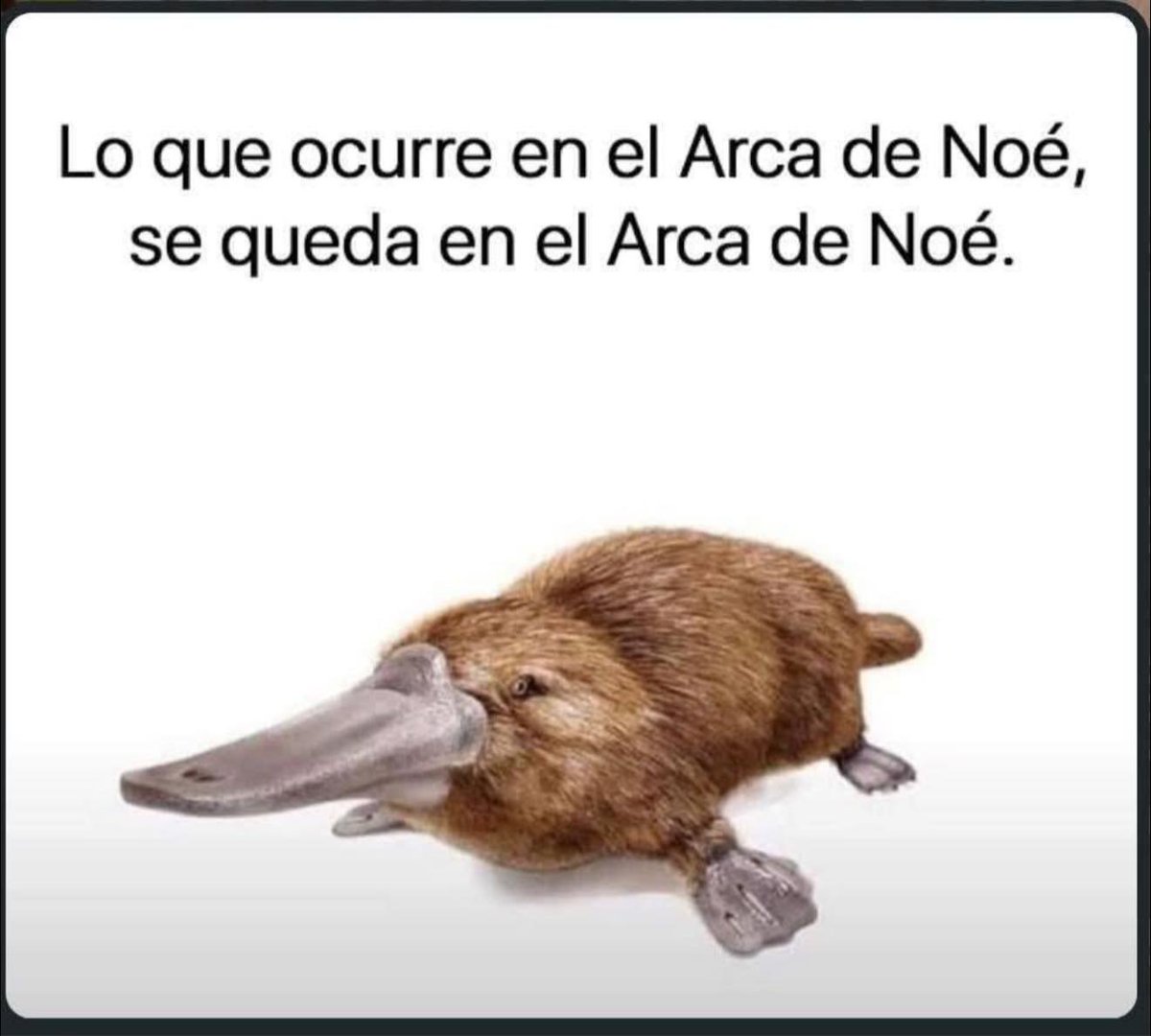 Rincón Curioso tweet media