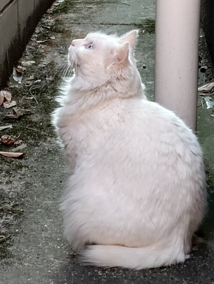 5/9
#Caturday　　　　　　 しろちゃん 🐾

　　　　　　　       ぐっも♪

　　　　　       🇹🇷 Günaydın♪