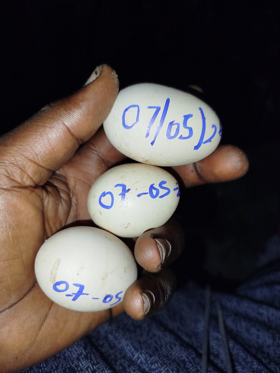 The Nigerian Farmer tweet media
