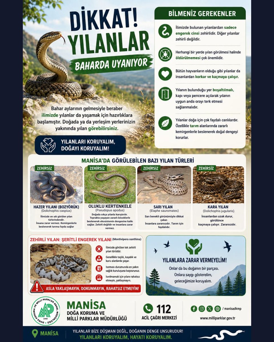 DkmpManisa's tweet photo. ⚠️ DİKKAT: YILANLAR BAHARDA UYANIYOR
Bahar aylarının gelmesiyle birlikte ilimizde yılanlar da yaşam alanlarında hareketlenmeye başlamıştır. Doğada, tarım alanlarında ve yerleşim yerlerine yakın bölgelerde yılanlarla karşılaşabilirsiniz.

📌 Bilmeniz Gerekenler:
• İlimizde bulunan yılanların büyük çoğunluğu zehirsiz ve insan için zararsızdır.
• Özellikle Hazer Yılanı (Bozyörük), Sarı Yılan ve Kara Yılan gibi türler doğada sık görülür ve kemirgenlerle beslenerek tarıma fayda sağlar.
• Yılanlar insanlardan korkar, genellikle kaçmayı tercih eder.
• Herhangi bir yerde yılan görülmesi halinde öldürülmemesi çok önemlidir.
• Kapalı bir alana giren yılanlarda ortam sakin şekilde boşaltılmalı, kapı veya pencere açılarak doğal şekilde çıkması sağlanmalıdır.
• İlimizde görülen tek zehirli tür Şeritli Engerek Yılanıdır. Bu türe yaklaşılmamalı, dokunulmamalı ve rahatsız edilmemelidir.
• Olası yılan ısırmalarında en yakın sağlık kuruluşuna başvurulmalıdır.

🐍 Manisa’da sık görülen bazı türler: • Hazer Yılanı (Bozyörük) – Zehirsiz
• Oluklu Kertenkele – Zehirsiz
• Sarı Yılan – Zehirsiz
• Kara Yılan – Zehirsiz
• Şeritli Engerek Yılanı – Zehirli
🌿 Yılanlar doğanın dengesinin önemli bir parçasıdır.
Kemirgen popülasyonunu kontrol ederek ekosisteme ve tarıma katkı sağlarlar.
Yılanlara zarar vermeyelim, doğayı birlikte koruyalım.

📞 Acil durumlarda: 112 Acil Çağrı Merkezi