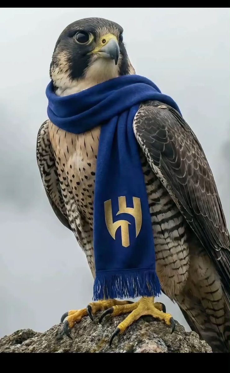 0sunll's tweet photo. #الهلال_الخلود الف مبروك يا زعماء💙🤍 https://t.co/Bg26PRG3lJ