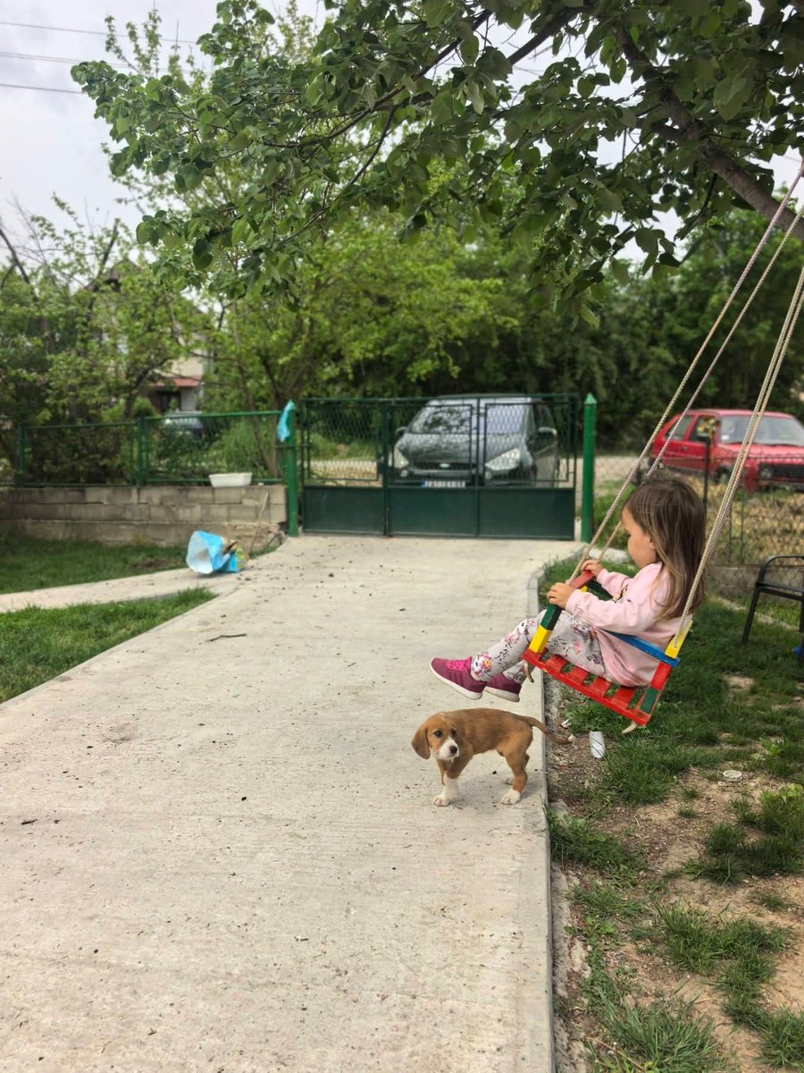 Zaječar 
Mašinovođa zaustavio voz da spase štene, a onda ga udomio
Veliki si čovek Milane...