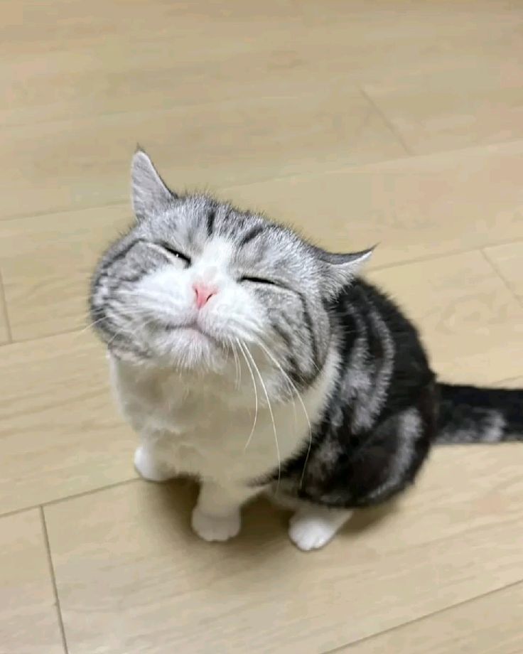 nekocatts's tweet photo. Smile ☺️ https://t.co/tsGNekhakr