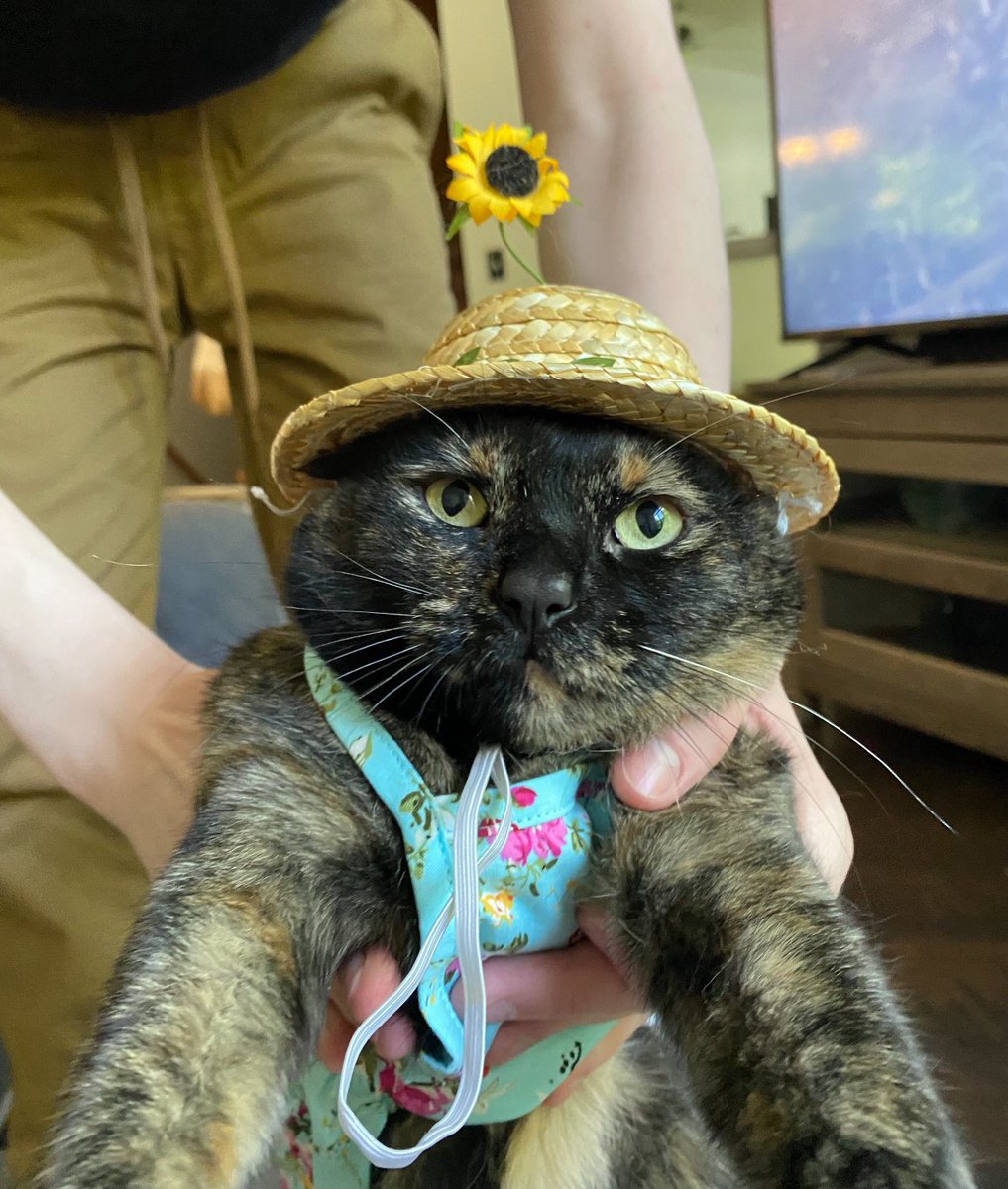 fhardcat's tweet photo. I have over 5000 favorited photos of little cat the cat and I think this is one of the best https://t.co/3eIqqITT44