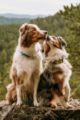 Dogs tweet media