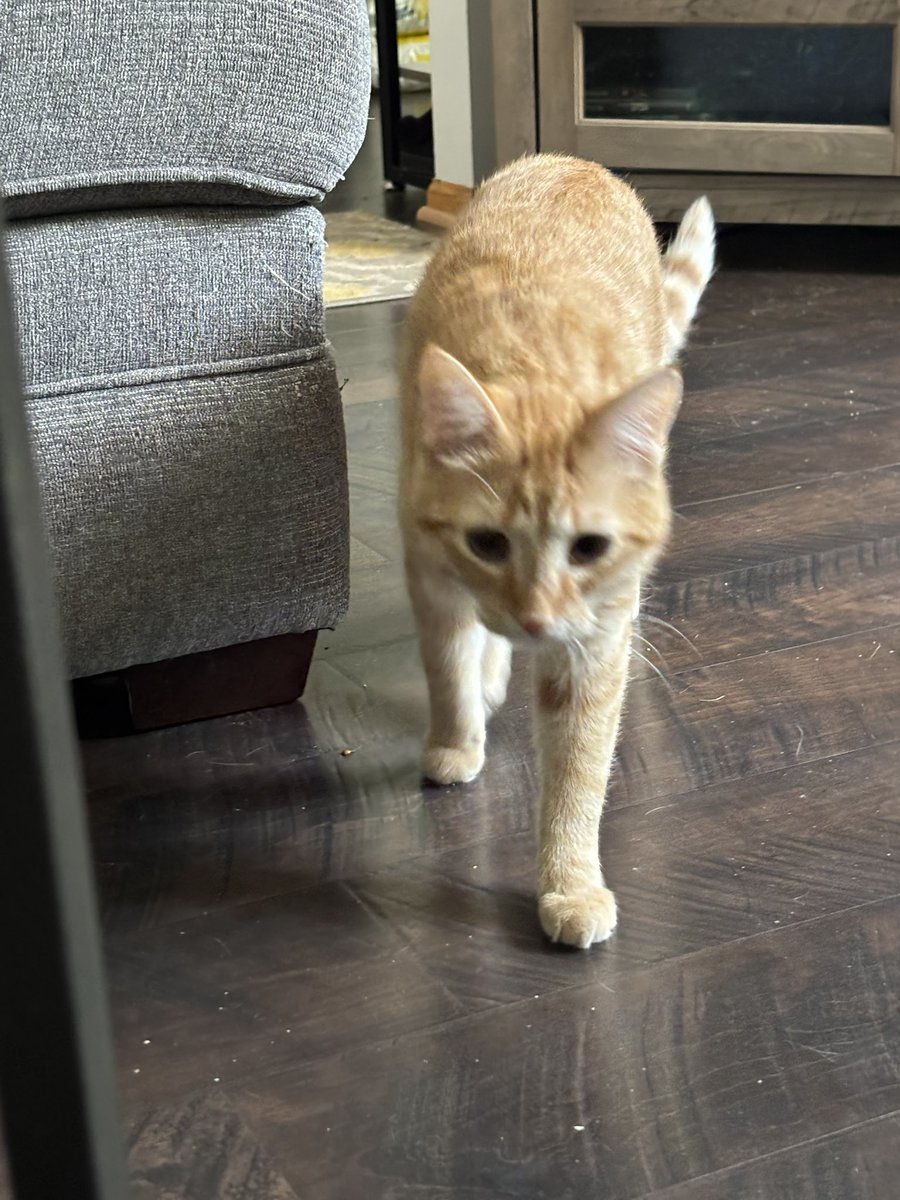 DinkyCat2 tweet picture