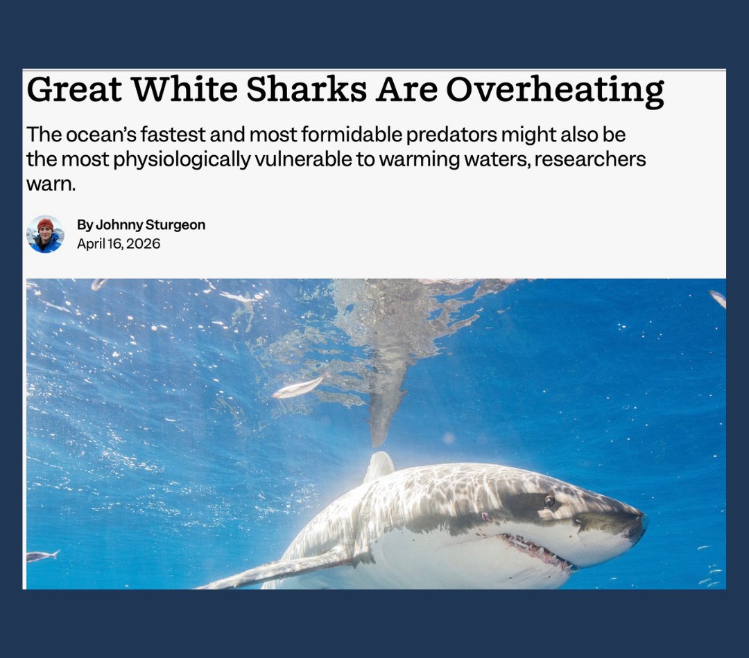ExpertsPostLs's tweet photo. First polar bears, now Great White Sharks… https://t.co/PYH5MFZrNH
