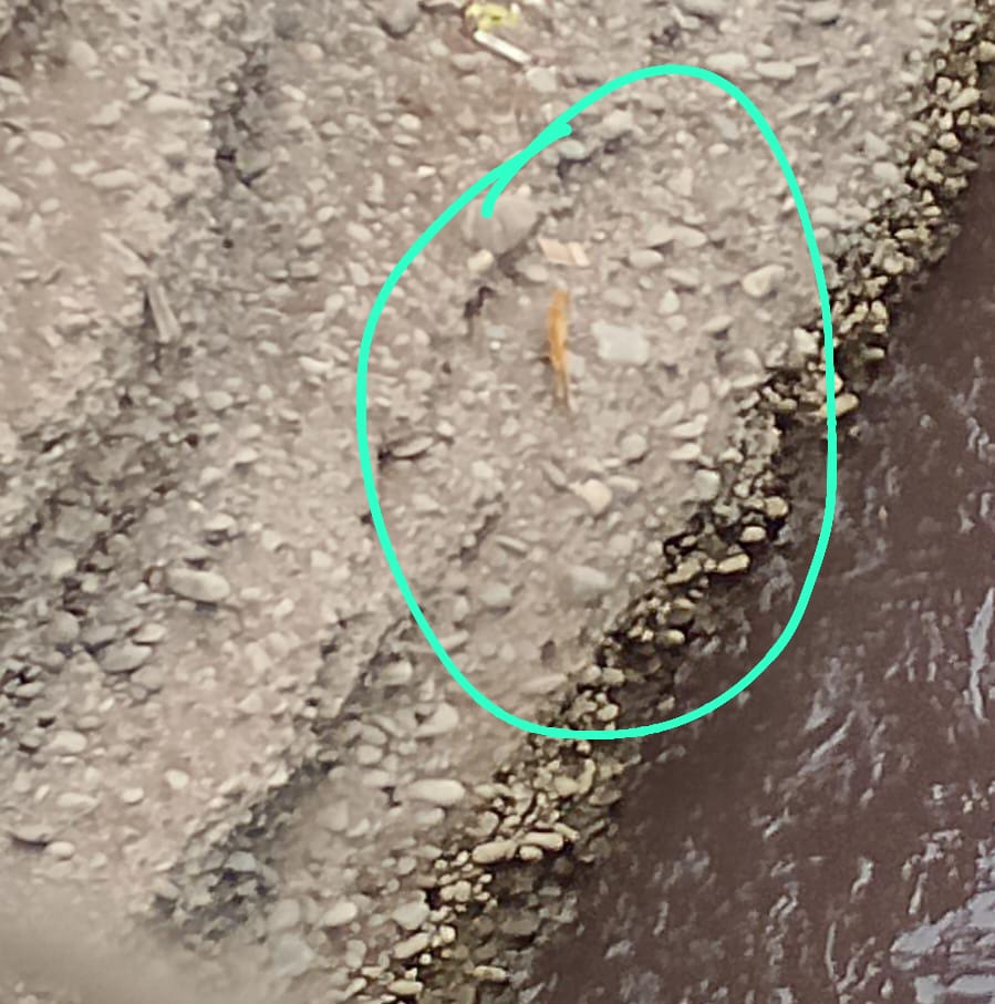 ticnt_'s tweet photo. Gatito lleva 5 días pidiendo ayuda en el río rimac!

Recuerden que los gatos solo maúllan para comunicarse con las personas y el maúlla TODO el día para que por favor lo ayuden

En el video se ve la dirección por favor difusión, ayuda de bomberos! Algo:(  https://t.co/qQ6vrivpS1