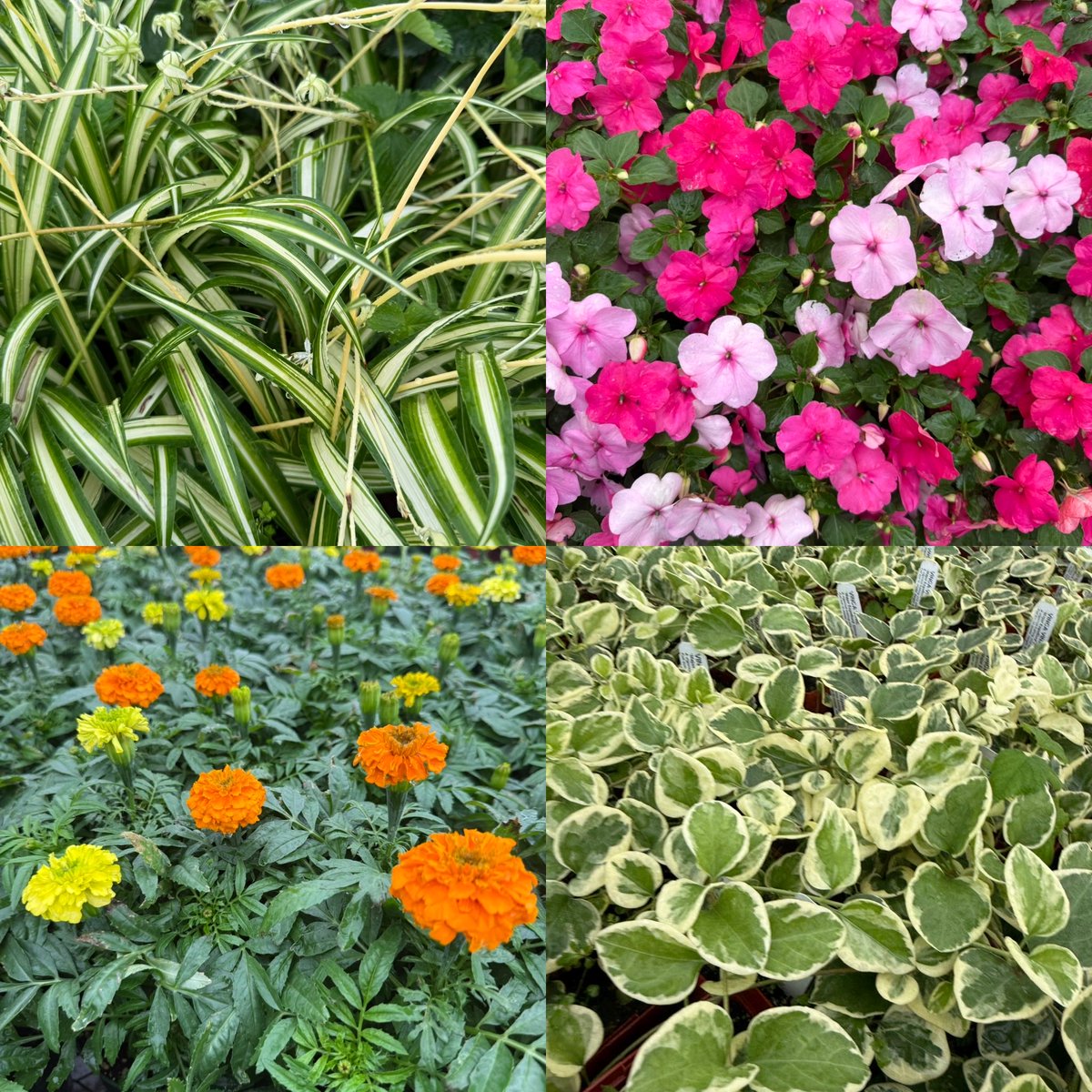 NBC_HayesAg's tweet photo. 🌺 Shop a wide selection of student-grown plants, flowers, vegetables, and more—all while supporting the Northern Burlington FFA Chapter and agricultural education programs.

Bring your friends, family, and neighbors—we can’t wait to see you there! https://t.co/86yHjgWVYA