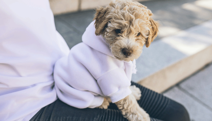 SweepsPet's tweet photo. National Dog Mom’s Day (May 9) honors women dedicated to their pups. It celebrates the unique bond, joy, and unconditional love of the "dog mom" lifestyle https://t.co/9AgYJ0lmhs