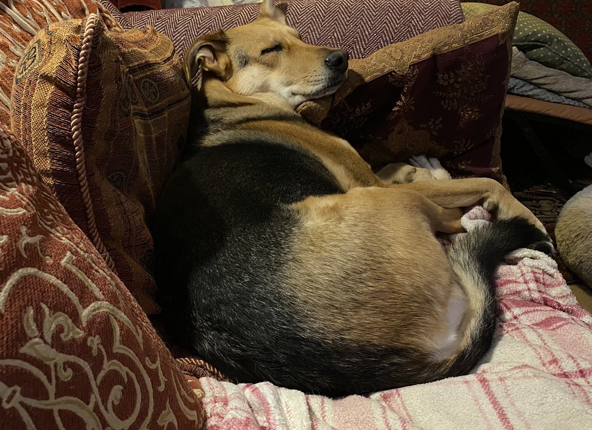 BrexitBuster's tweet photo. No elections in our area yesterday, but instead we have enjoyed an afternoon of happy dog mayhem down at the local doggy park! Many of Ruby’s pals turned up for a romp. Not surprising that she’s snoozing this evening. 🐶😍
#RubyFromRomania #RescueDogs❤️ https://t.co/dt7ZV0iCd3