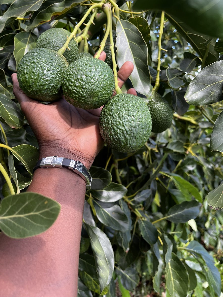 Haciendafarms's tweet photo. From farm to plate! 

📍Nanyuki, Kenya! https://t.co/ySjMeqp84K