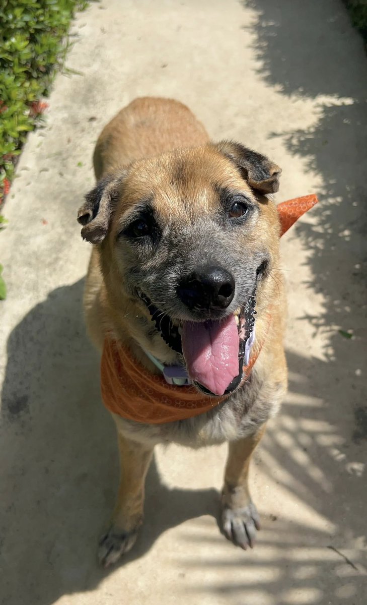 Biscotti was hit by a car. She was bullied on the streets. Humans in the area wanted rid of her. She even had a bacterial infection eating her nose away. 

Look at her today. Like a whole new dog. She can’t stop smiling and worried face is gone ❤️