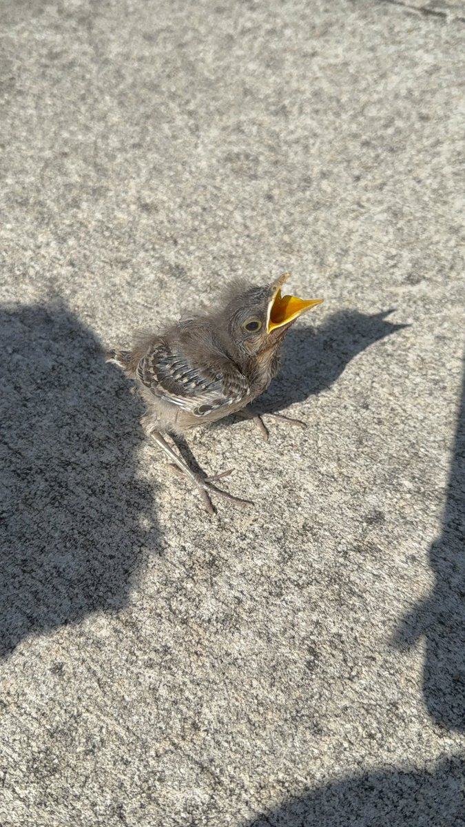 ♡ tweet media