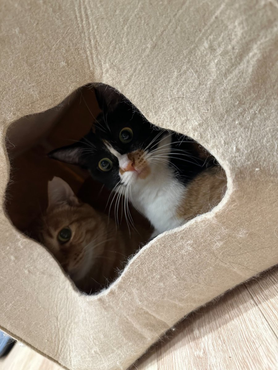 猫又療養所副所長 tweet media
