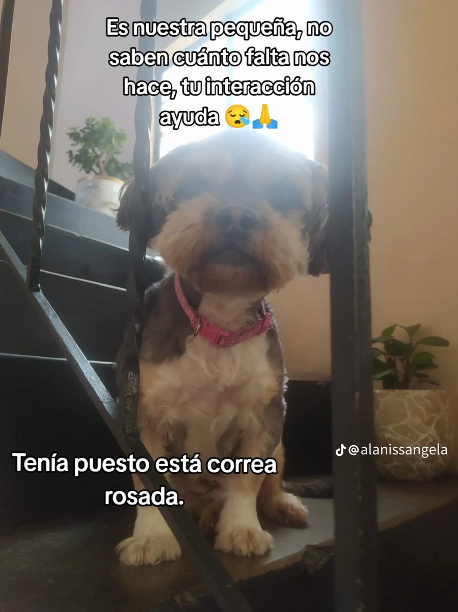 Perrita de 8 años se perdió hace 2 semanas en Cercado de Lima (Perú).
Su dueña está destrozada.
Les ruego la ayuden con la difusión.
Si la has visto comunícate al 970386046