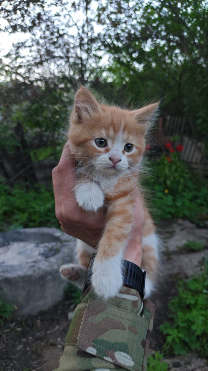 Хто вгадає звідки котик? Його погляд говорить дуже багато
#кіт
#рижий
#любов