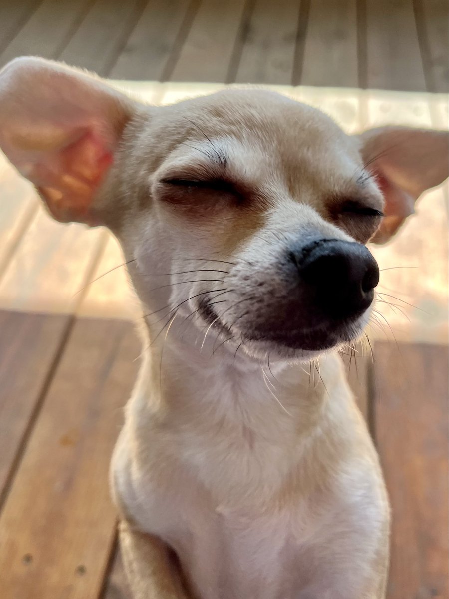 Chica the chihuahua and crew tweet media