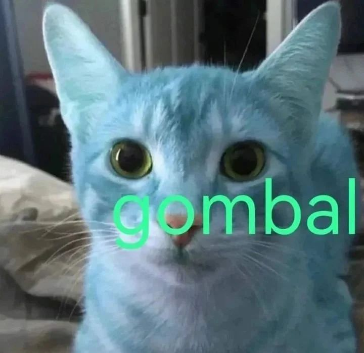 Punch Cat tweet media