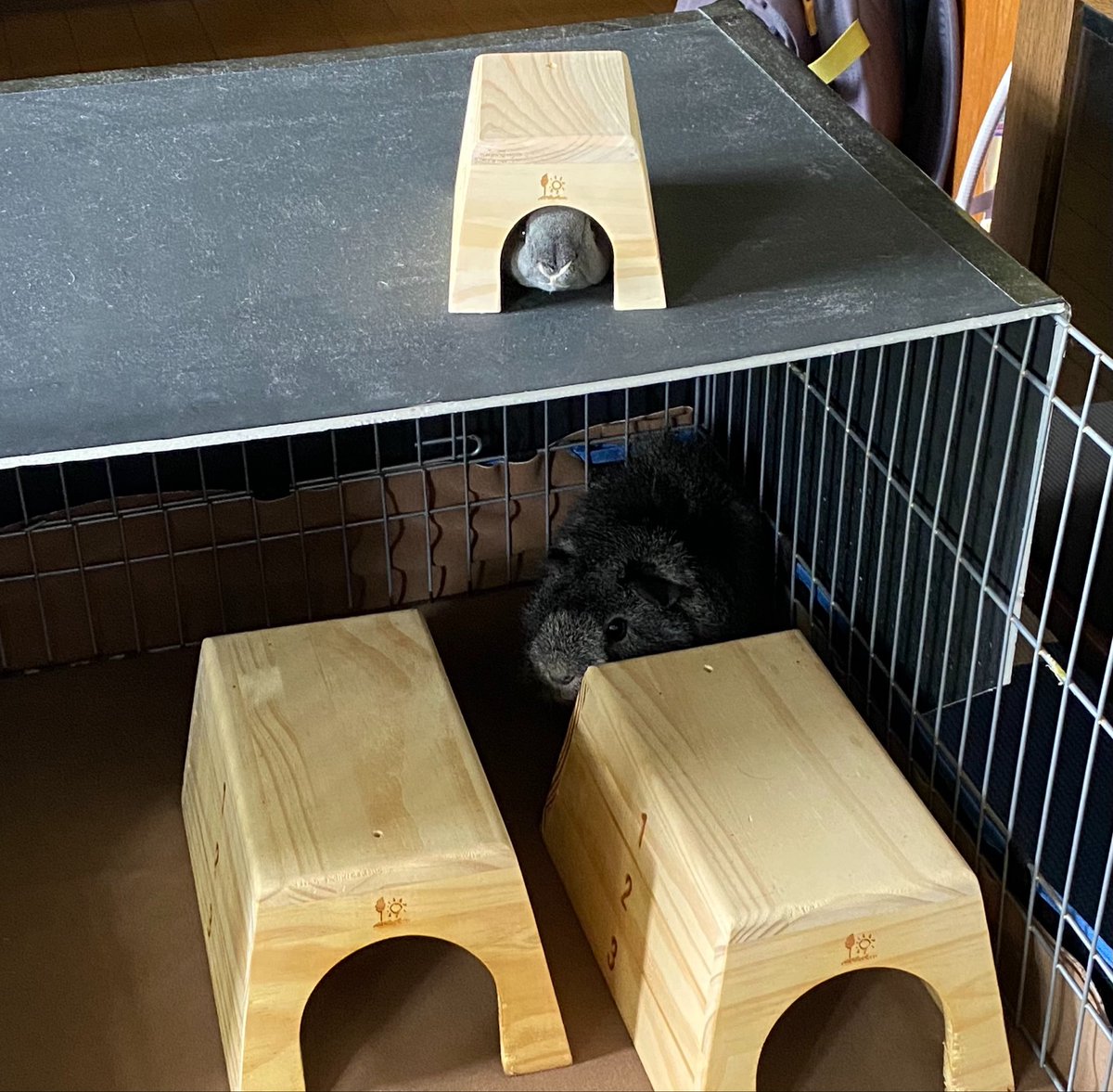 rr7rwg's tweet photo. Sサイズのとびばこハウスに入れてみた！ピッタリ🤗 #モルモット #guineapig #ハンドメイド https://t.co/w8QYxhFSxR