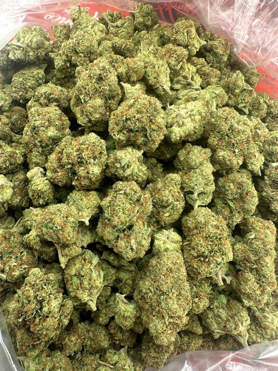 LaDuzz's tweet photo. INDOOR BILLY KIMBER OG X WIFI 
12/10 👴 ⛽️⛽️⛽️⛽️🔥🔥💪👃
10/10 bag appeal ✅
For my real og lovers 
 OG gas smell  
Good structure 📈
Limited amount https://t.co/dwXsj82Y20