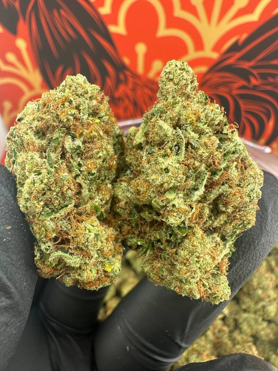 LaDuzz's tweet photo. INDOOR BILLY KIMBER OG X WIFI 
12/10 👴 ⛽️⛽️⛽️⛽️🔥🔥💪👃
10/10 bag appeal ✅
For my real og lovers 
 OG gas smell  
Good structure 📈
Limited amount https://t.co/dwXsj82Y20