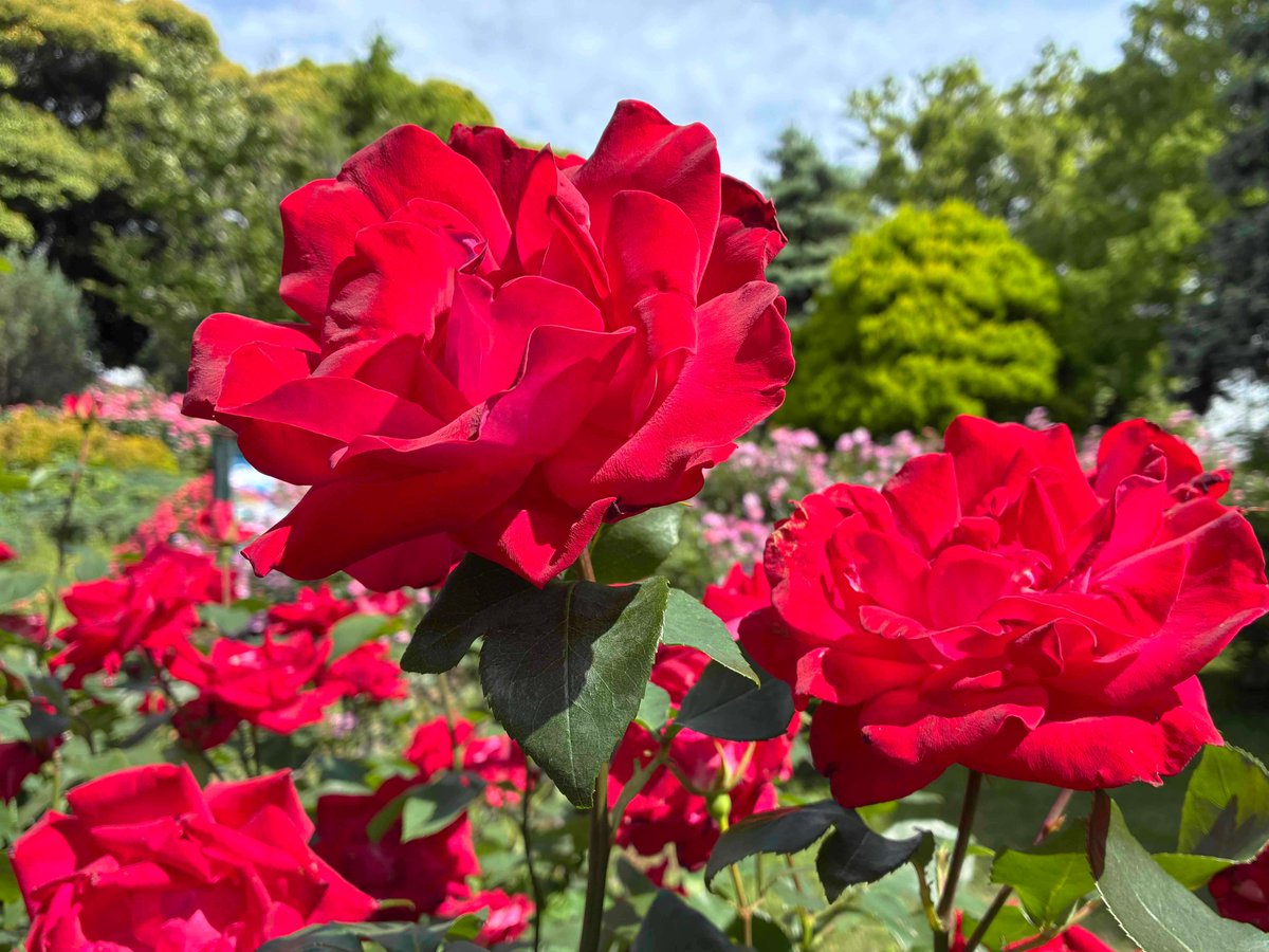 吉屋信子展】 「花物語」の一篇「紅薔薇白薔薇」の主人公・麗子と雪子