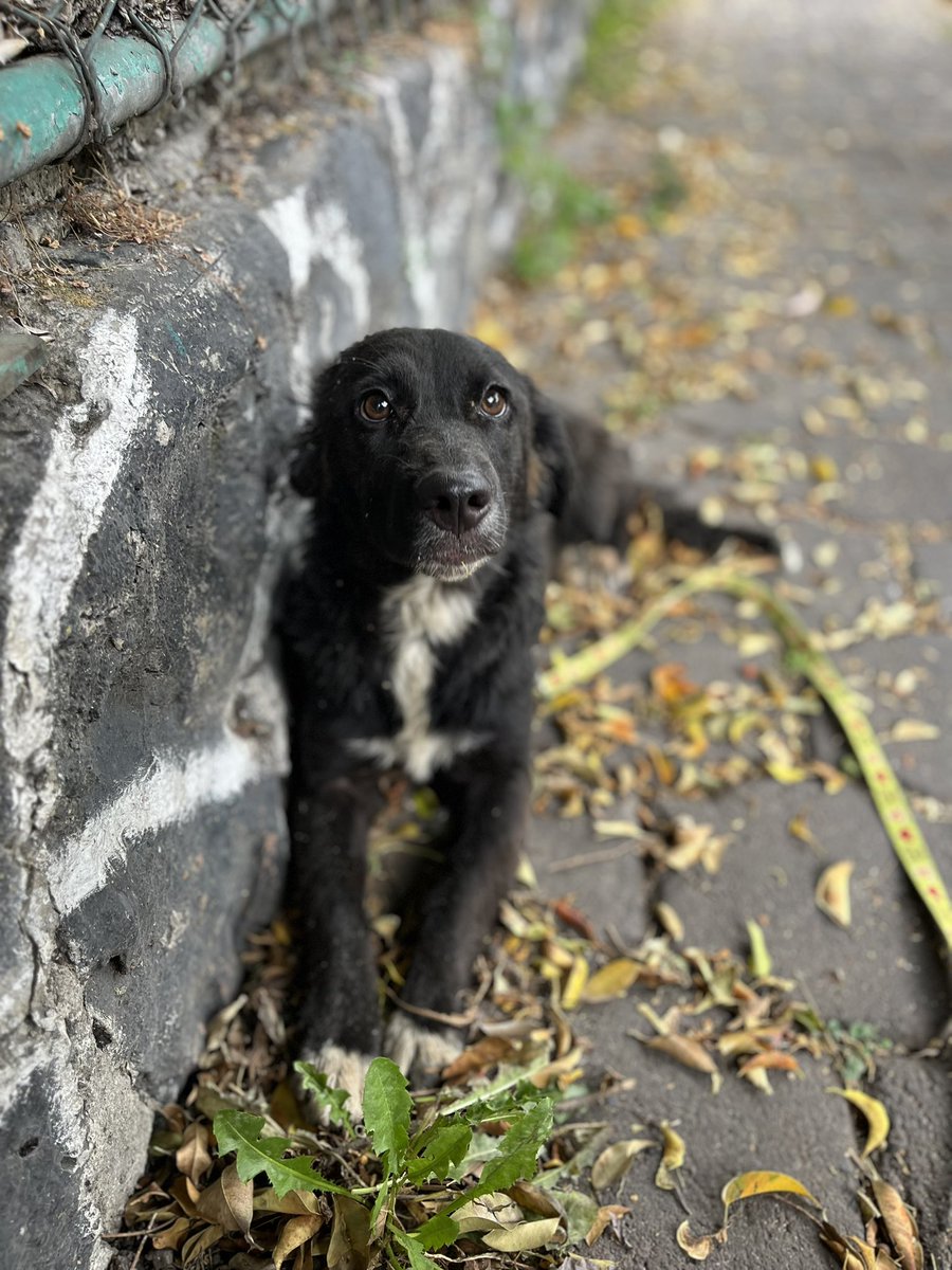𝙷𝚎𝚕𝚊 𝙼𝚘𝚛𝚎 🐶 tweet media
