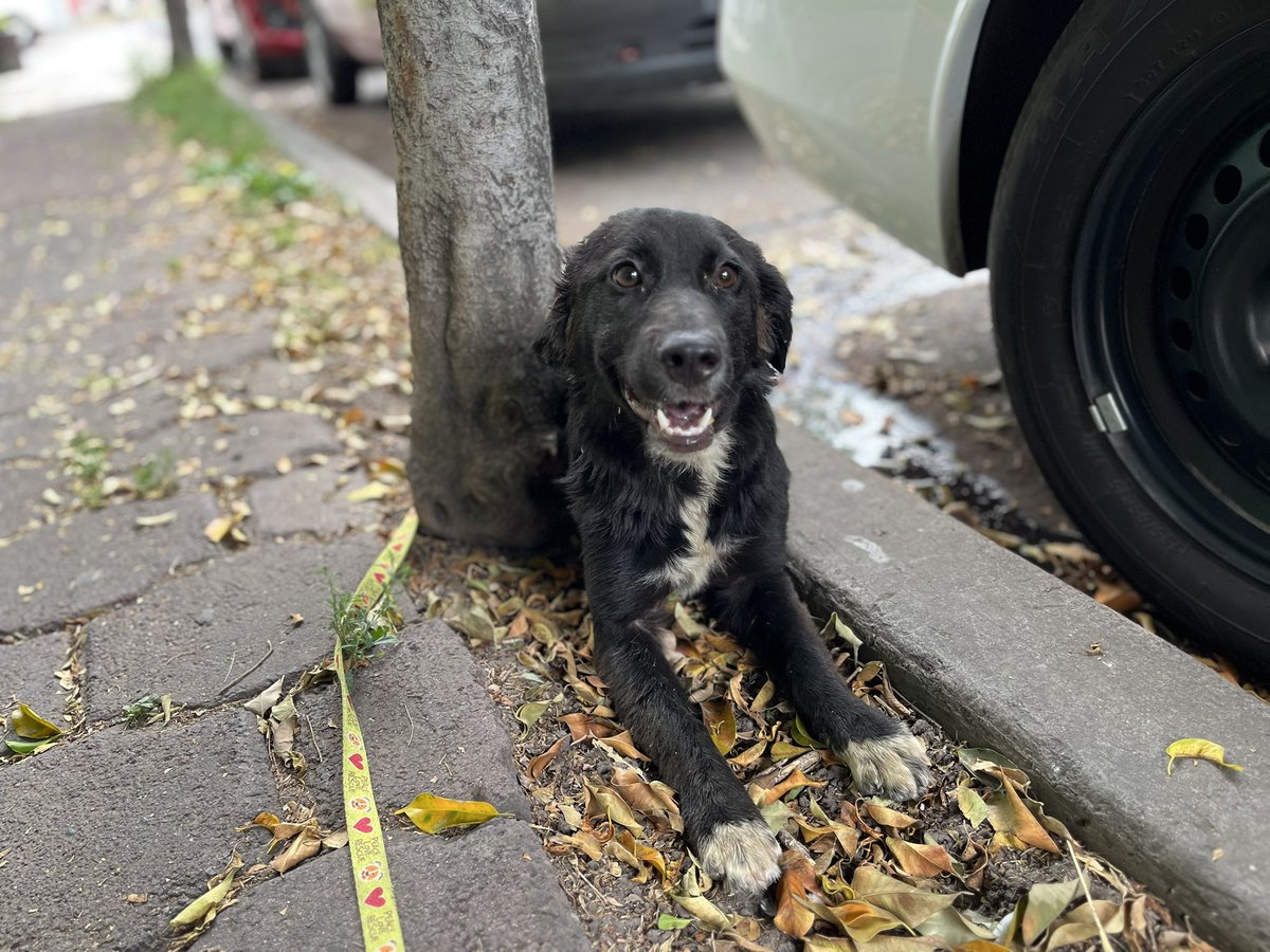 HELA_MORE's tweet photo. Tengo 2 años,soy talla chica a mediana,y estoy en proceso de vacunarme y esterilizarme.🩷

Me puedes conocer sin ningún compromiso.
Estoy en CDMX. https://t.co/xtEh6MVwVE