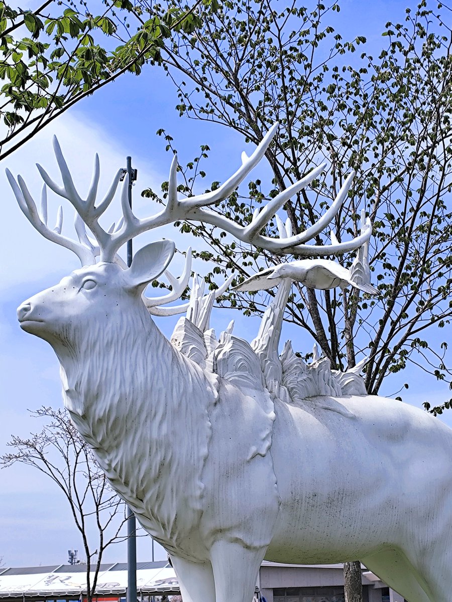 鹿さん 少し前に会った鹿さん🦌 (いま、出かける前にお腹の調子を整える時間
