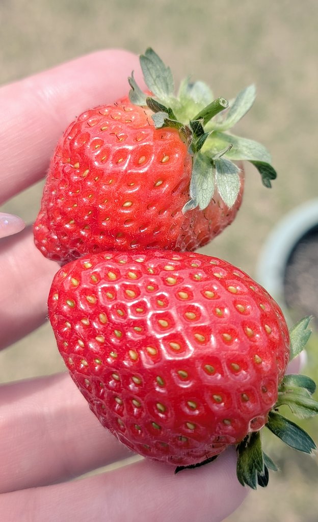 aka🍓 tweet media