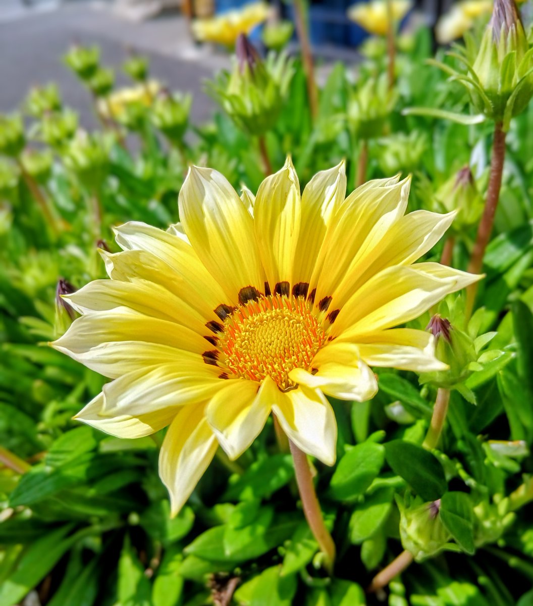 金曜日おはようございます🌼 いつもありがとうございます、本日も