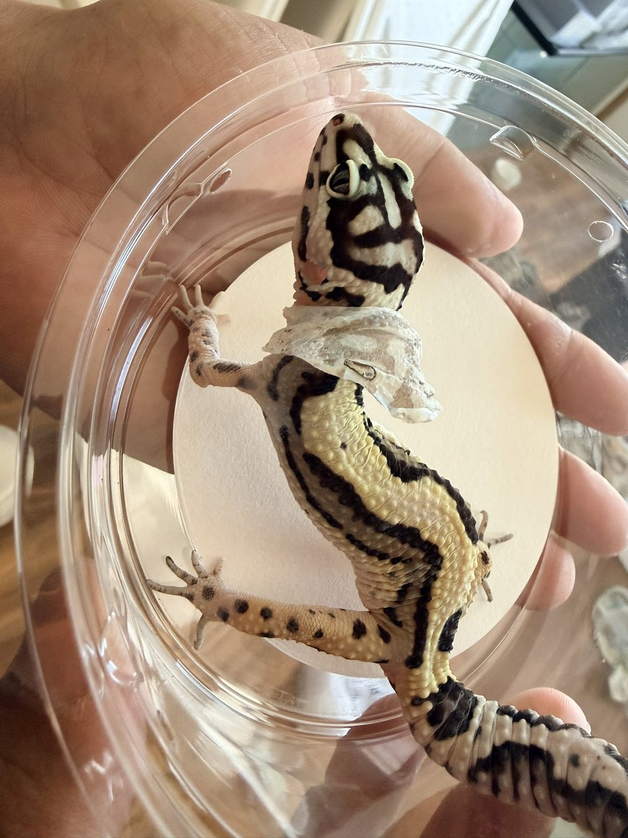 かよ（Bell8810Gecko嫁)5/24エキスポ出展 tweet media