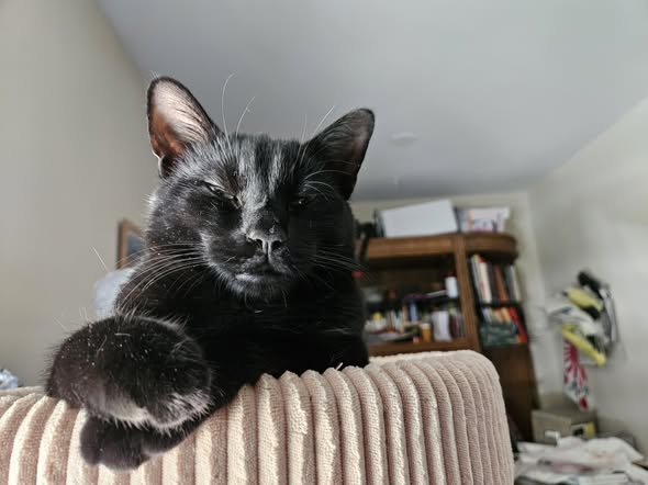 MetaPathogen's tweet photo. @kermode Happy Friday! Gearing up to go on vac. Next week I will "vacation proof" Chiki and Nikki. https://t.co/SVzp5Ankky
