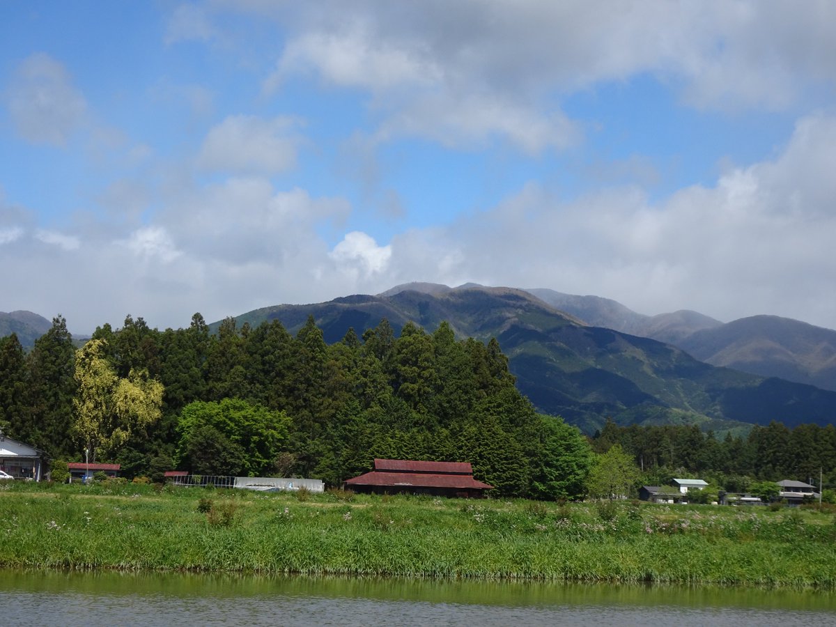 ms510723's tweet photo. 前にも　掲載したんだけど今年も
左端の黄色い花のようなものは何でしょうか

那須塩原市
2026/05/09 09:30:55 https://t.co/a5vCgeMG5Q