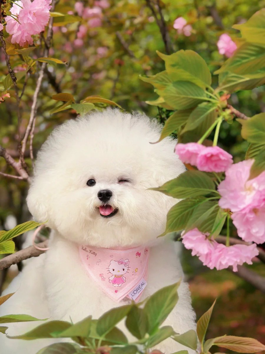 yao1551020's tweet photo. Puppy-approved spring blooms 🌸🐶#SpringVibes #PuppyLove #HelloSpring https://t.co/bGDUXdbCcR