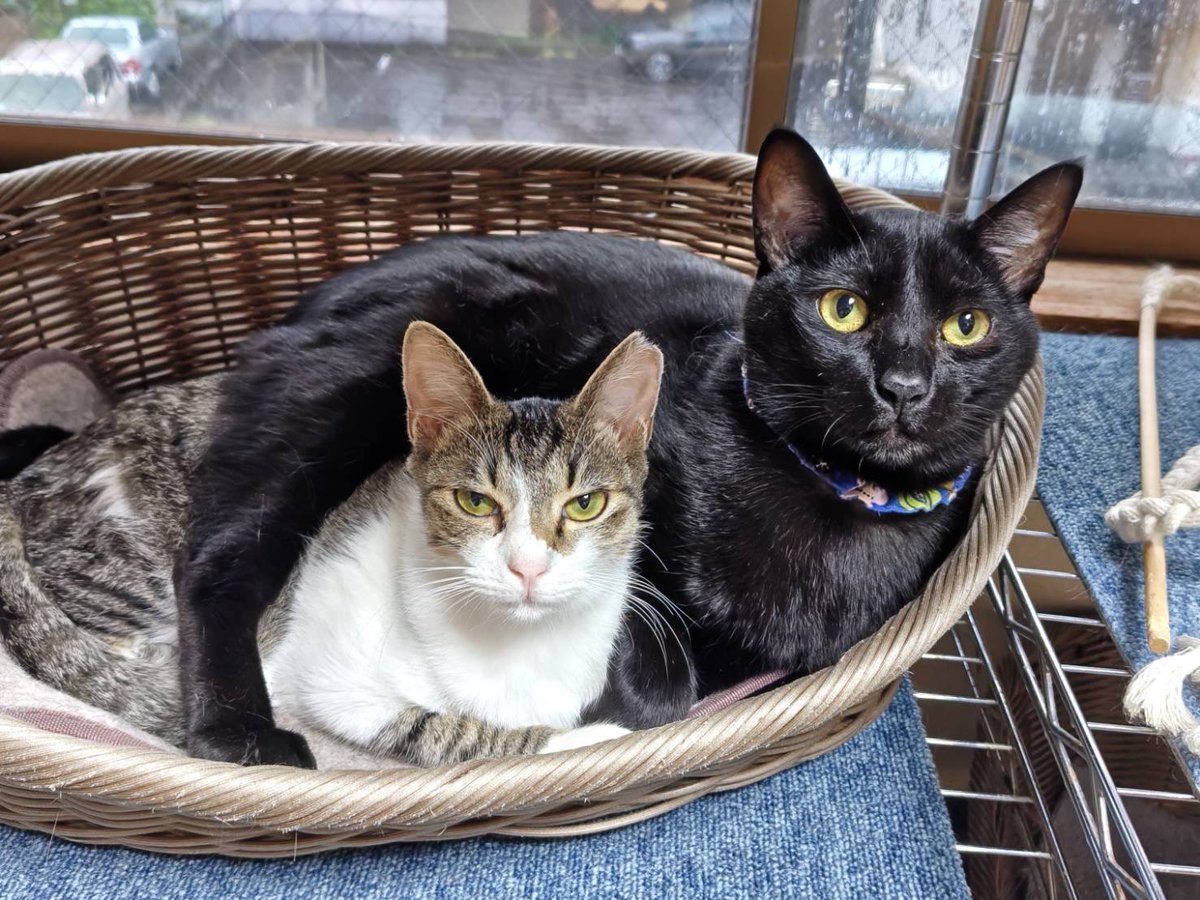 クゥハウス朋猫 tweet media