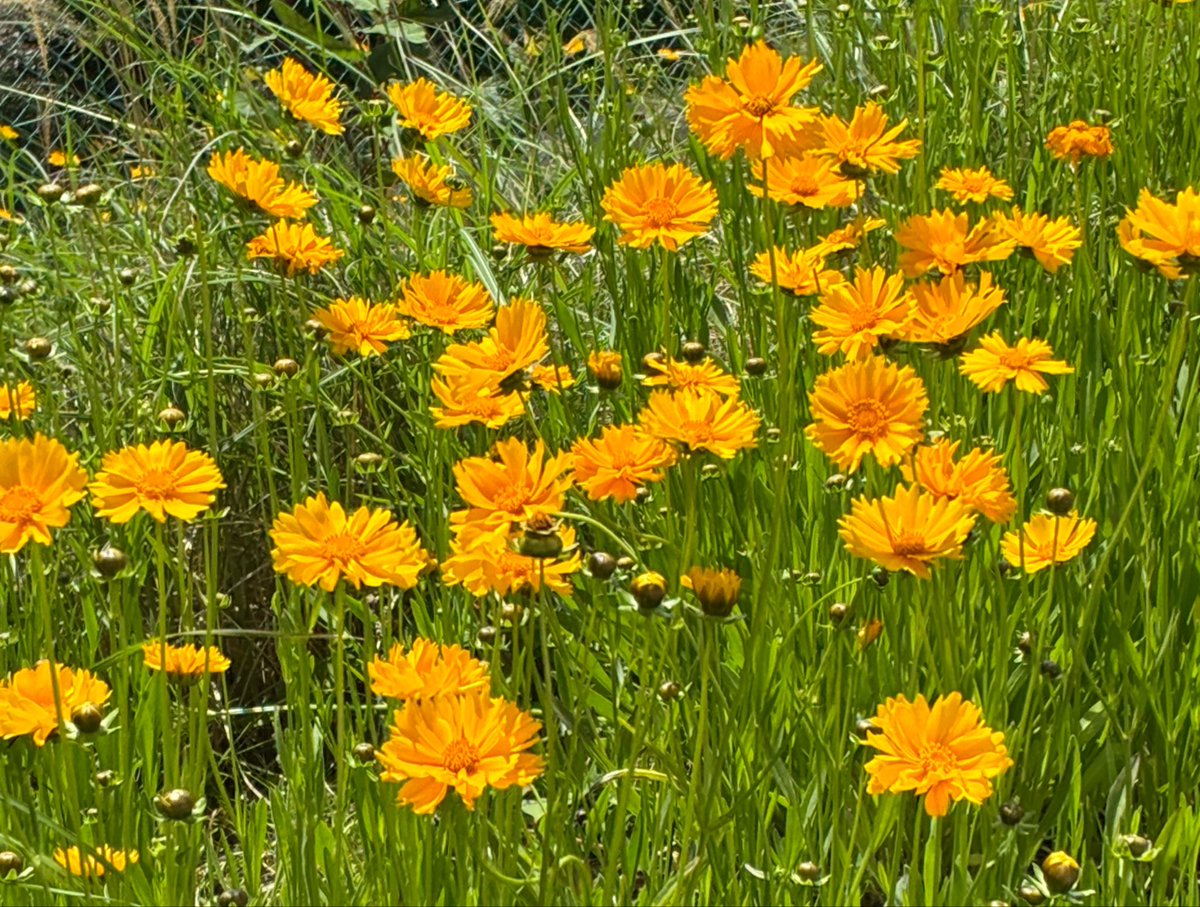 kirariyumeka's tweet photo. ご近所公園で休憩中🌼*･

綺麗な空と雲を眺めていたら
だんだん開き直ってきた😑
後は野となれ山となれ☝️ https://t.co/RIrmvBGpck